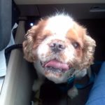 Charlie Booth Blind Shih Tzu Halo