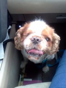 Charlie Booth Blind Shih Tzu Halo