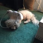 DJ Blind Poodle Halo