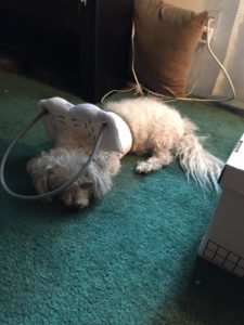 DJ Blind Poodle Halo