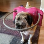 Dazey Blind Pug Halo