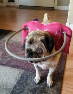 Dazey Blind Pug Halo