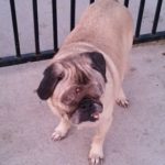 Dazey Blind Pug Halo