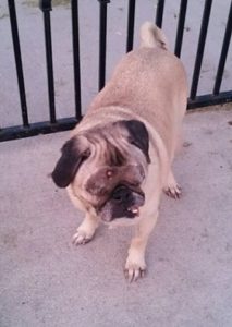 Dazey Blind Pug Halo