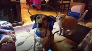 Deke Blind Chinook/Beagle/Collie mix Halo