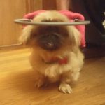 Dorothy Blind Pikingese Halo