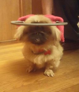 Dorothy Blind Pikingese Halo