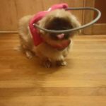Dorothy Blind Pikingese Halo