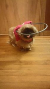 Dorothy Blind Pikingese Halo
