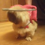 Dorothy Blind Pikingese Halo