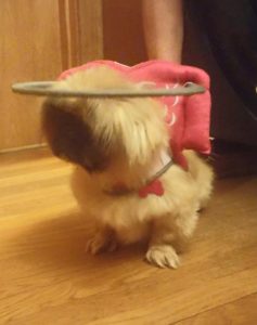 Dorothy Blind Pikingese Halo