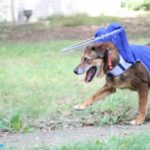 Gerry Blind Hound/mix Halo