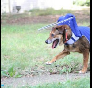 Gerry Blind Hound/mix Halo