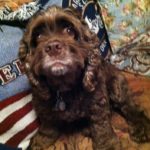 Harley Blind Cocker Spaniel Halo