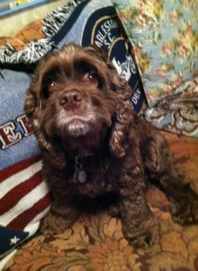 Harley Blind Cocker Spaniel Halo