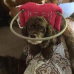 Harley Blind Cocker Spaniel