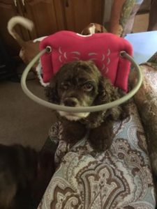 Harley Blind Cocker Spaniel