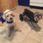 Harry Blind Maltese Halo