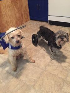 Harry Blind Maltese Halo