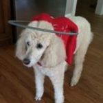 Maggie Blind Standard Poodle Halo