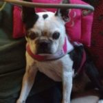 Mercy Blind Boston Terrier Halo
