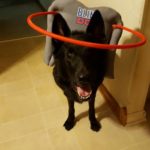 Panzer Blind German Shepard Halo