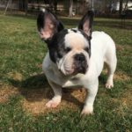 Piggy Blind Boston Terrier Halo