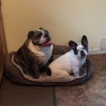 Piggy Blind Boston Terrier Halo