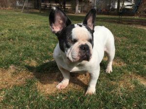 Piggy Blind Boston Terrier Halo