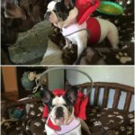 Piggy Blind Boston Terrier Halo