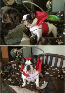 Piggy Blind Boston Terrier Halo