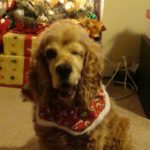 Shaylee Blind Cocker Spaniel Halo