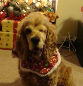 Shaylee Blind Cocker Spaniel Halo