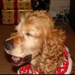 Shaylee Blind Cocker Spaniel Halo