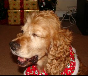 Shaylee Blind Cocker Spaniel Halo