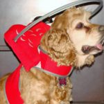 Shaylee Blind Cocker Spaniel Halo