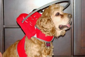 Shaylee Blind Cocker Spaniel Halo