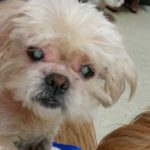 Swiper Blind Shih Tzu Halo