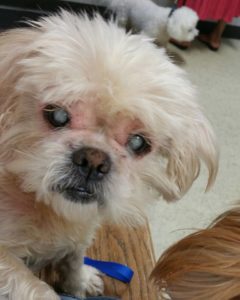 Swiper Blind Shih Tzu Halo