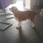 Bailey Blind King Cavalier
