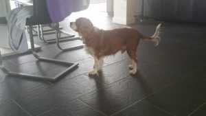 Bailey Blind King Cavalier