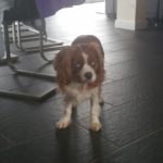 Bailey Blind King Cavalier Halo