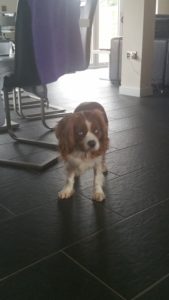 Bailey Blind King Cavalier Halo
