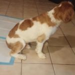 Charlie Booth Blind Shih Tzu Halo