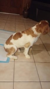 Charlie Booth Blind Shih Tzu Halo