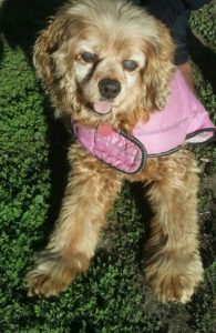 Cinnamon Blind Cocker Spaniel Halo