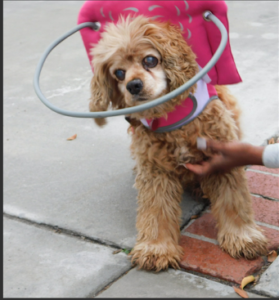 Cinnamon Blind Cocker Spaniel Halo