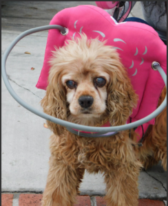Cinnamon Blind Cocker Spaniel Halo