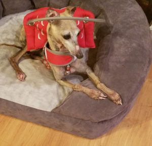 Hamilton Blind Italian Greyhound Halo