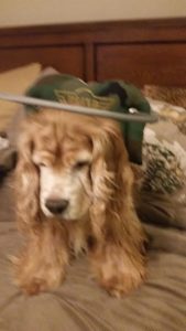 Marley Blind Cocker Spaniel Halo